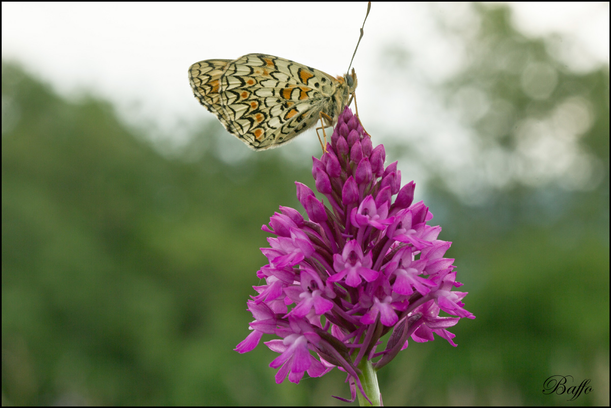 Melitaea phoebe